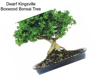 Dwarf Kingsville Boxwood Bonsai Tree