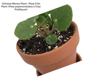 Chinese Money Plant - Pass It On Plant -Pilea peperomioides-3\