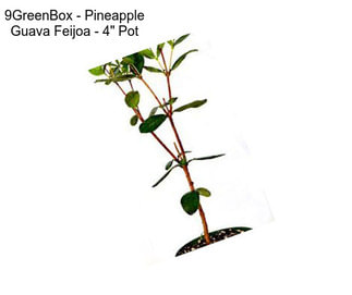 9GreenBox - Pineapple Guava Feijoa - 4\'\' Pot