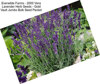 Everwilde Farms - 2000 Vera Lavender Herb Seeds - Gold Vault Jumbo Bulk Seed Packet