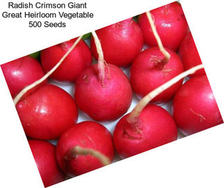 Radish Crimson Giant Great Heirloom Vegetable 500 Seeds