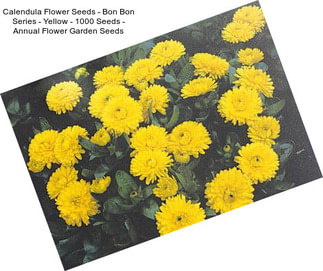 Calendula Flower Seeds - Bon Bon Series - Yellow - 1000 Seeds - Annual Flower Garden Seeds