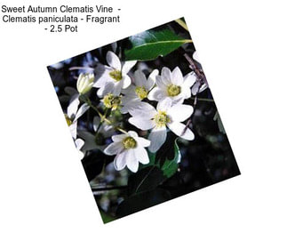 Sweet Autumn Clematis Vine  - Clematis paniculata - Fragrant - 2.5\