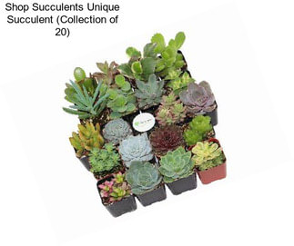 Shop Succulents Unique Succulent (Collection of 20)