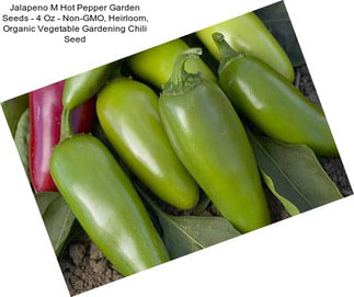 Jalapeno M Hot Pepper Garden Seeds - 4 Oz - Non-GMO, Heirloom, Organic Vegetable Gardening Chili Seed