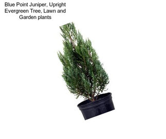 Blue Point Juniper, Upright Evergreen Tree, Lawn and Garden plants