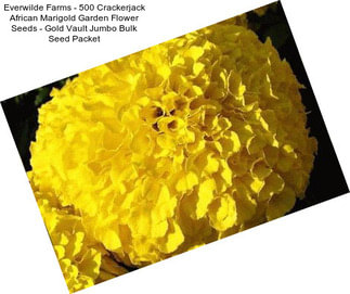 Everwilde Farms - 500 Crackerjack African Marigold Garden Flower Seeds - Gold Vault Jumbo Bulk Seed Packet