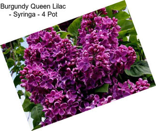Burgundy Queen Lilac - Syringa - 4\