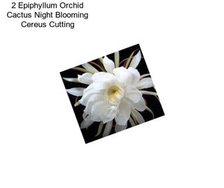 2 Epiphyllum Orchid Cactus Night Blooming Cereus Cutting