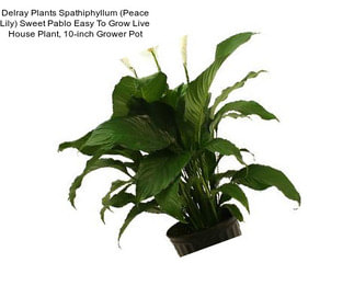 Delray Plants Spathiphyllum (Peace Lily) Sweet Pablo Easy To Grow Live House Plant, 10-inch Grower Pot