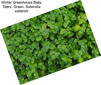 Winter Greenhouse Baby Tears, Green, Soleirolia soleirolii