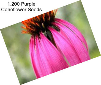 1,200 Purple Coneflower Seeds