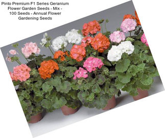 Pinto Premium F1 Series Geranium Flower Garden Seeds - Mix - 100 Seeds - Annual Flower Gardening Seeds