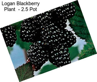 Logan Blackberry Plant  - 2.5\