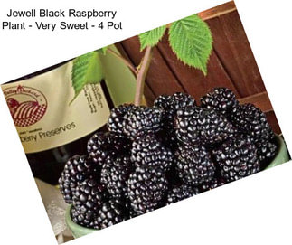 Jewell Black Raspberry Plant - Very Sweet - 4\