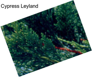 Cypress Leyland