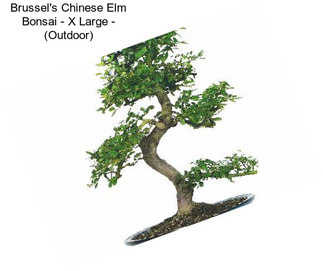 Brussel\'s Chinese Elm Bonsai - X Large - (Outdoor)