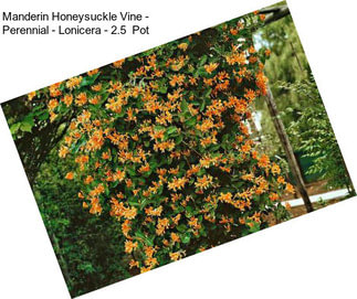 Manderin Honeysuckle Vine - Perennial - Lonicera - 2.5\