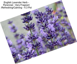 English Lavender Herb - Perennial - Very Fragrant /Refreshing/Calming - 4.3\