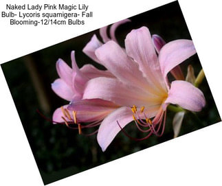 Naked Lady Pink Magic Lily Bulb- Lycoris squamigera- Fall Blooming-12/14cm Bulbs
