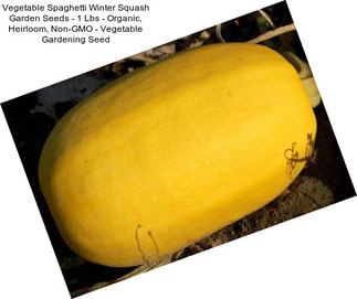 Vegetable Spaghetti Winter Squash Garden Seeds - 1 Lbs - Organic, Heirloom, Non-GMO - Vegetable Gardening Seed