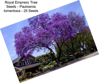 Royal Empress Tree Seeds - Paulownia tomentosa - 25 Seeds