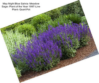 May Night Blue Salvia- Meadow Sage- Plant of the Year 1997-Live Plant- Quart Pot