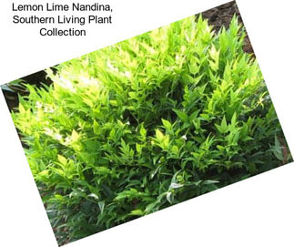 Lemon Lime Nandina, Southern Living Plant Collection