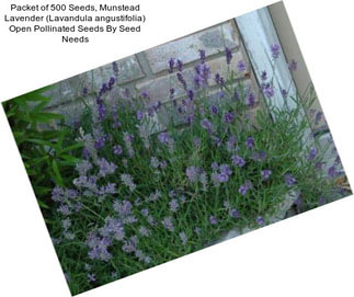 Packet of 500 Seeds, Munstead Lavender (Lavandula angustifolia) Open Pollinated Seeds By Seed Needs