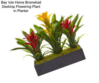 Bay Isle Home Bromeliad Desktop Flowering Plant in Planter