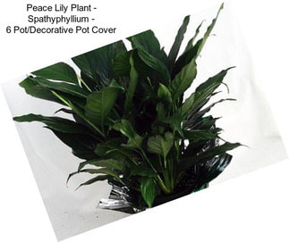 Peace Lily Plant - Spathyphyllium - 6\