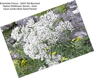 Everwilde Farms - 2000 Tall Boneset Native Wildflower Seeds - Gold Vault Jumbo Bulk Seed Packet