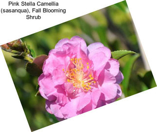 Pink Stella Camellia (sasanqua), Fall Blooming Shrub