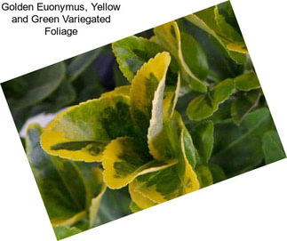 Golden Euonymus, Yellow and Green Variegated Foliage