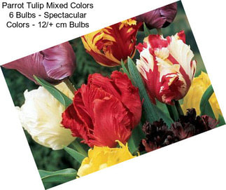 Parrot Tulip Mixed Colors 6 Bulbs - Spectacular Colors - 12/+ cm Bulbs