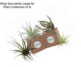 Shop Succulents Large Air Plant (Collection of 4)