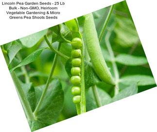 Lincoln Pea Garden Seeds - 25 Lb Bulk - Non-GMO, Heirloom Vegetable Gardening & Micro Greens Pea Shoots Seeds