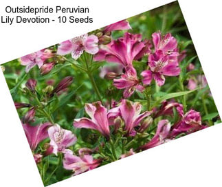 Outsidepride Peruvian Lily Devotion - 10 Seeds