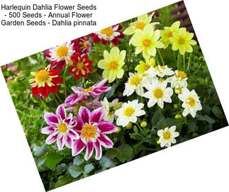 Harlequin Dahlia Flower Seeds - 500 Seeds - Annual Flower Garden Seeds - Dahlia pinnata