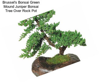 Brussel\'s Bonsai Green Mound Juniper Bonsai Tree Over Rock Pot