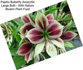 Papilio Butterfly Amaryllis Large Bulb - With Nature Bluetm Plant Food