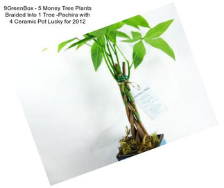 9GreenBox - 5 Money Tree Plants Braided Into 1 Tree -Pachira with 4\