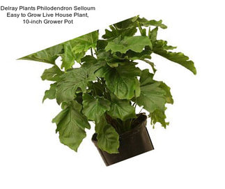 Delray Plants Philodendron Selloum Easy to Grow Live House Plant, 10-inch Grower Pot