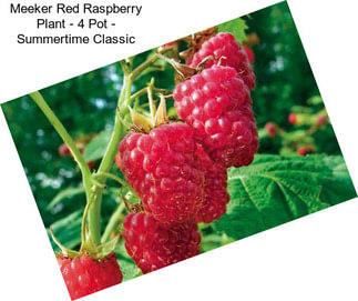 Meeker Red Raspberry Plant - 4\