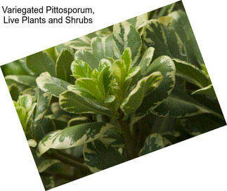 Variegated Pittosporum, Live Plants and Shrubs