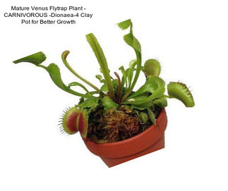 Mature Venus Flytrap Plant - CARNIVOROUS -Dionaea-4\