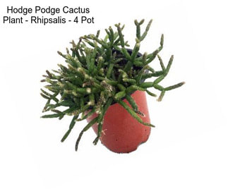 Hodge Podge Cactus Plant - Rhipsalis - 4\