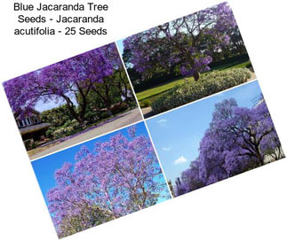 Blue Jacaranda Tree Seeds - Jacaranda acutifolia - 25 Seeds