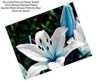 50 pcs/lot Hot Lily Flower Seeds Lilium Brownii Bonsai Potted Garden Plant Unique Perfume Blue Heart lily Seeds