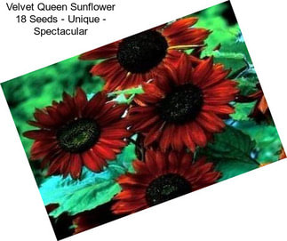 Velvet Queen Sunflower 18 Seeds - Unique - Spectacular